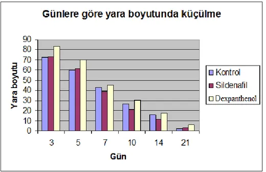 Şekil 7: Günlere göre yara boyutlarında küçülme