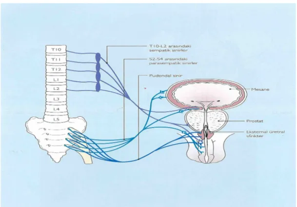 Şekil 2-3. Penisin nöral anatomisi 2.1.4 Penis histolojisi