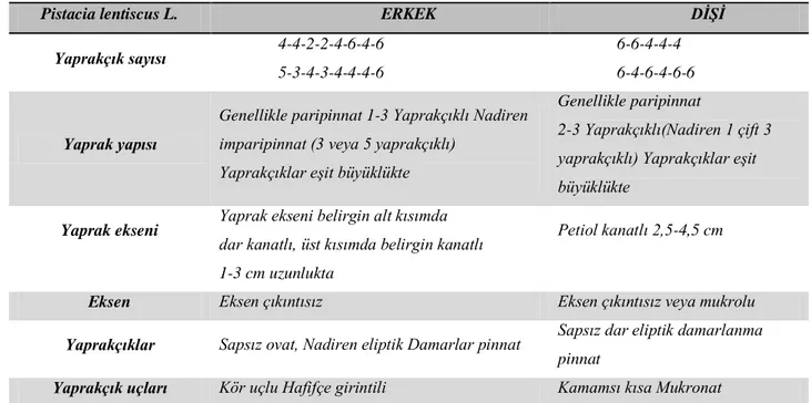 Çizelge 2.3. P. lentiscus L.’nin erkek ve dişi yaprak morfolojileri* 