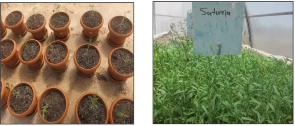 Şekil 3. 4. Satureja hortensis bitkisinin tohumlarının saksılarda çimlendirilmesi (a) ve bitkinin sera                   ortamında gelişimi (b) 