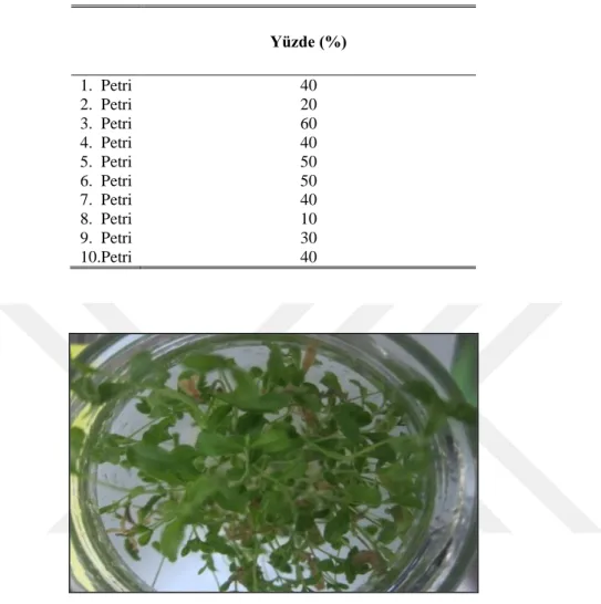 Çizelge  4.3.  Satureja  hortensis  Tohumlarının  MS  Besin  Ortamında Çimlenme Oranları (%) 