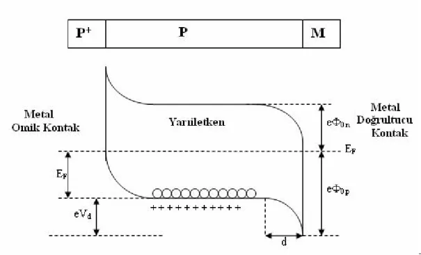 Şekil 2.3 P+PM yarıiletken diyot yapısının termal dengede enerji­bant diyagramı 