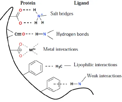 Figure 2.4. Major types of non-bonded interactions in protein-ligand complexes (Haider 2010)  