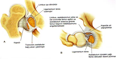 Şekil 3: Lig. Teres, limbus ve pulvinarın görünümü 