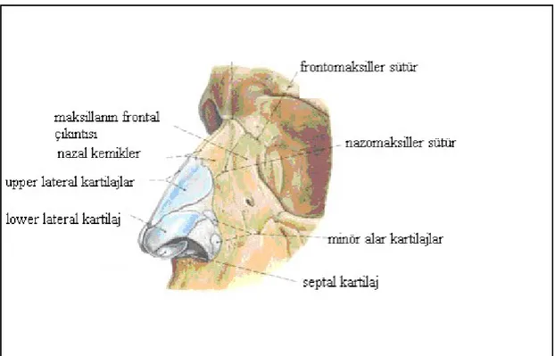 Şekil 4: Burnun dış kısmının anatomisi
