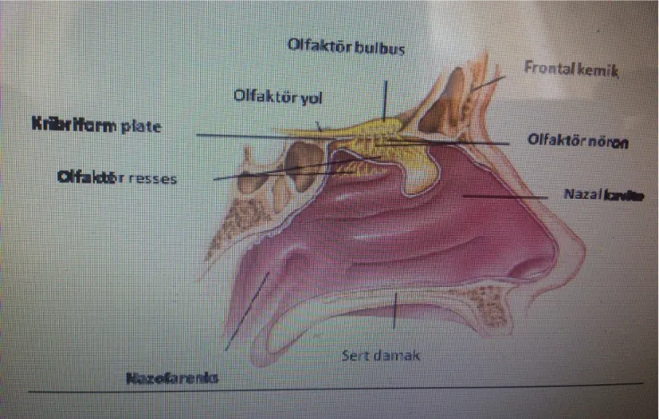 Şekil 8: Olfaktor sahanın anatomisi Olfaktör Epitel