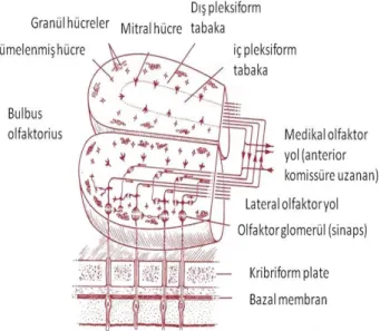 Şekil 10: Bulbus olfaktoryusun yapısı