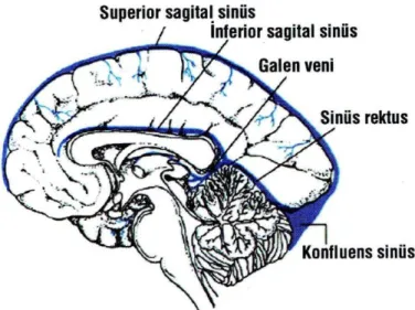 ġekil 2: Sinüslerin şematik görümü 
