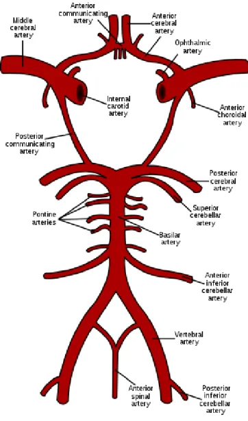Şekil 1. Beynin iki çift ana damarı ve Willis poligonu