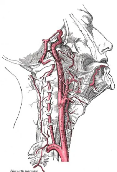 Şekil 3.  İCA  ve vertebral arter