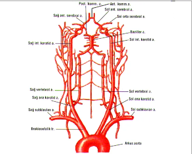 Şekil 2. Beyinin alt yüzünün arterleri ve Willis halkası  