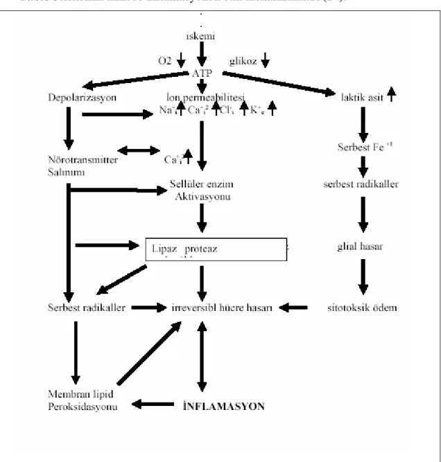 Tablo 3:İskemik inmede inflamasyonun etki mekanizmaları (24).                  