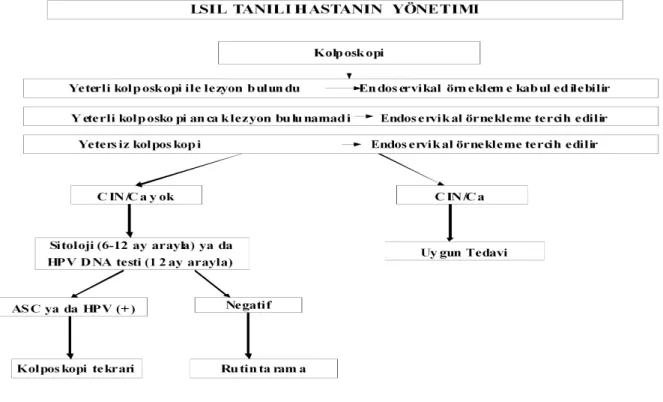 Şekil 13: LSIL’de takip ve tedavi  algoritması