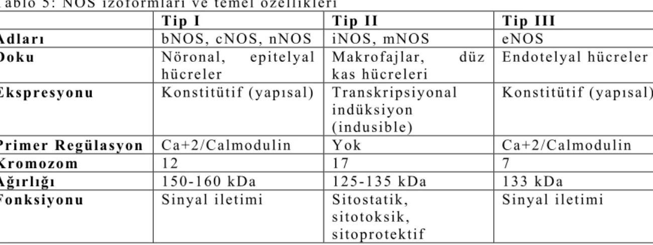 Tablo 5: NOS izoformları ve temel özellikleri 