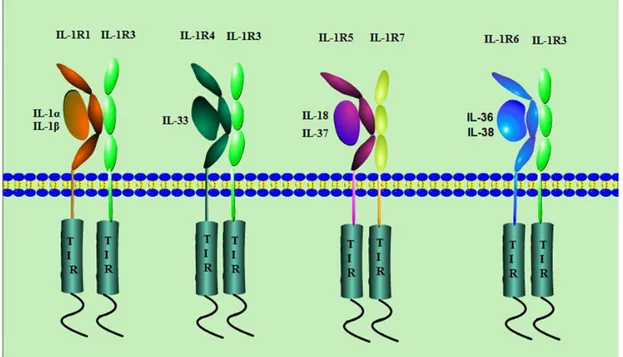 Şekil 1. IL-1 ailesinin reseptör kompleksi(145).