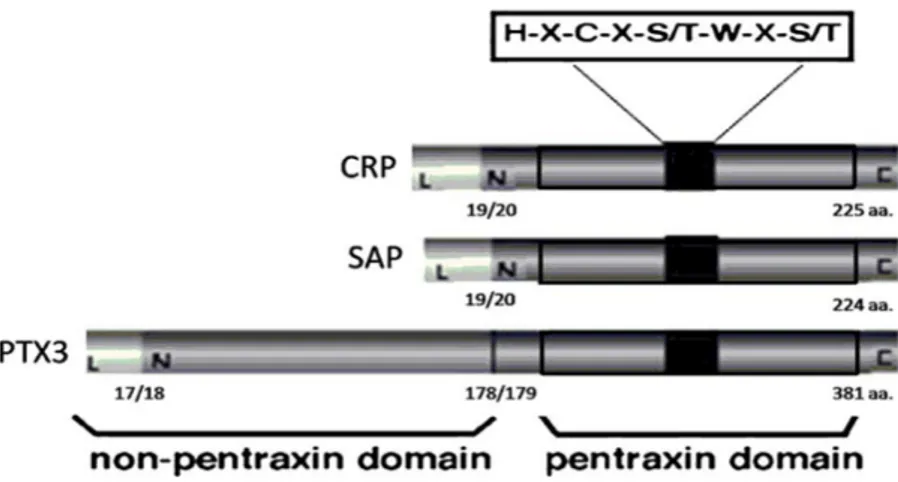 Şekil 2. Kısa ve uzun pentraksinlerin yapısal organizasyonları.  şekilde CRP, serum amiloid protein (SAP) ve PTX3 arasındaki homoloji karşılaştırılmaktadır (123 nolu kaynaktan alınmıştır)