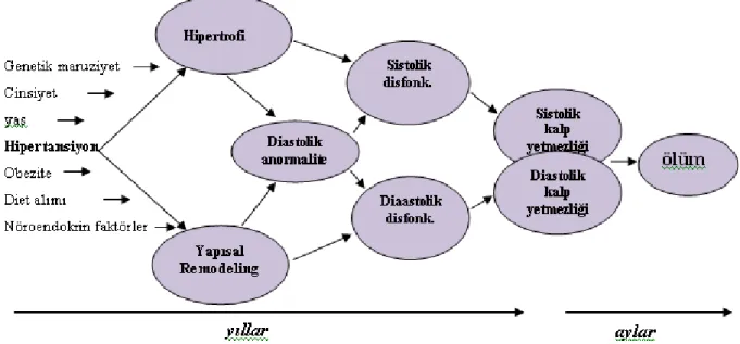 Şekil 3:  Hipertrofiden diastolik kalp yetmezliğine progresyon. Sol ventrikül hipertrofisi ve yapısal remodelingin   ortaya   çıkmasında   bir   çok   kardiyovasküler   risk   faktörü   sorumludur