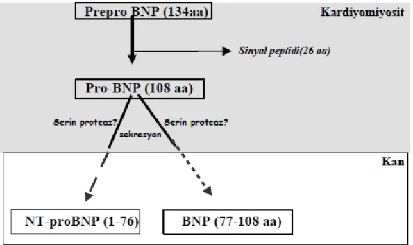Şekil 6:  Myositlerden, NT-Pro BNP ve BNP sentezi