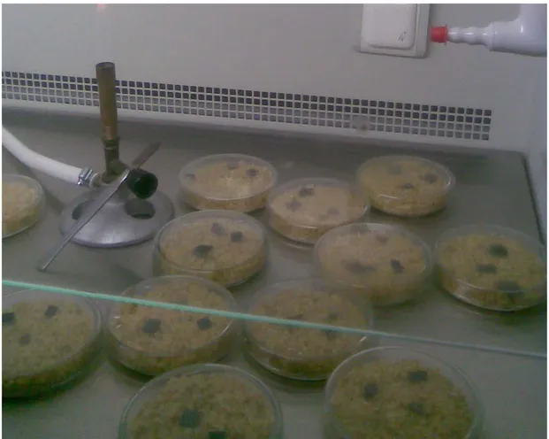 Şekil 3.4. Steril ekim kabininde Verticillium dahliae  misel parçalarının steril bulgur   ortamına 