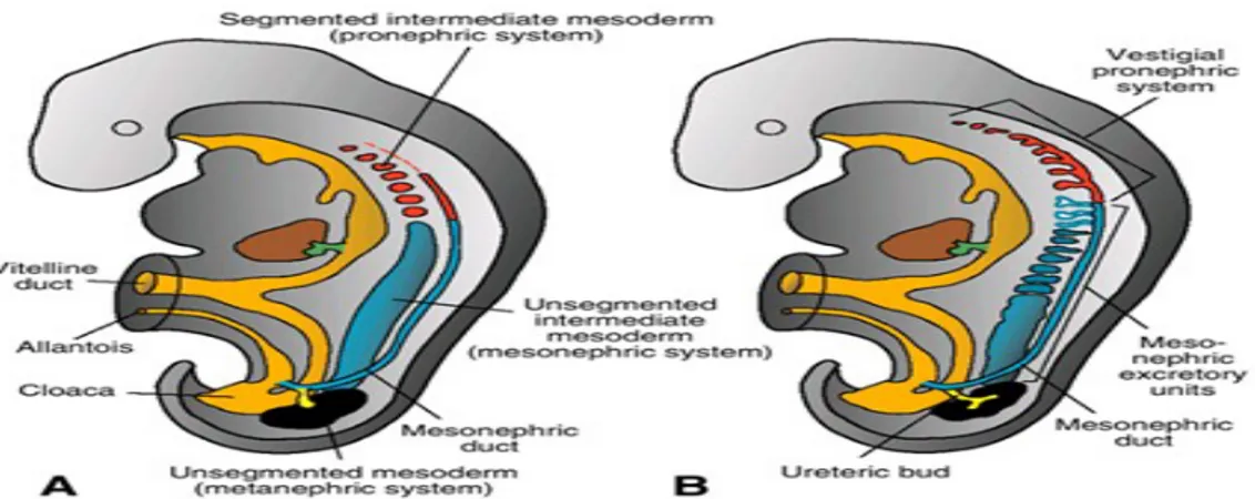 Şekil 1. A. İntermediate mezodermdeki pronefrik, mezonefrik ve metanefrik sistemlerin ilişkisini gösteren çizim