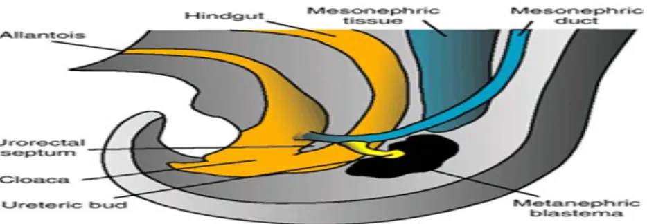 Şekil 3.  5. hafta sonunda hindgut ve kloaka arasındaki ilişki.