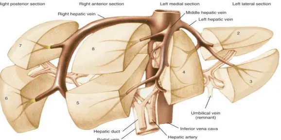 Şekil 3. Karaciğerin segmentler anatomisi