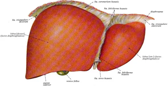 Şekil 1. Karaciğerin ligamanları ile birlikte anteriyor görünümü