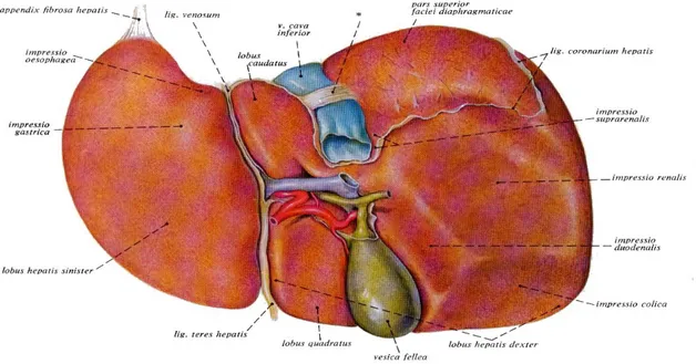 Şekil 2. Karaciğerin porta hepatis ve ligamanlarının görünümü 