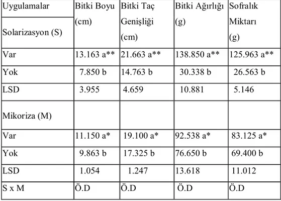 Çizelge 4. Solarizasyon  ile   Mikorizanın   Marulda Gelişmeye ve  Verime Etkisi  Uygulamalar Solarizasyon (S)   Bitki Boyu(cm) Bitki Taç Genişliği (cm) Bitki Ağırlığı(g) SofralıkMiktarı (g)