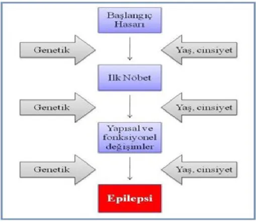 Şekil 1: Epileptogenez gelişim şeması [ CITATION htt \l 1055 ]. 2.8 Epilepside Tedavi