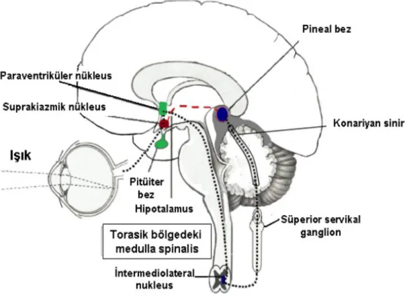 Şekil 1. Pineal bezin yerleşimi ve aktivasyonu(66).