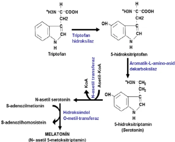 Şekil 2. Melatonin Biyosentezi(66)