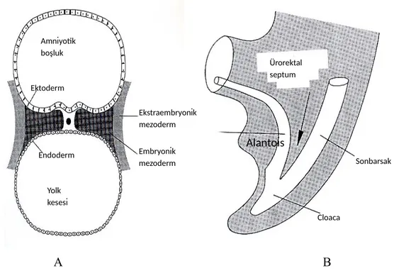 Şekil 1: A, Embriyonun 17. gün transvers sefalik kesiti; B, 4. hafta ürorektal septumun allantois ile son barsak arasına invajinasyonu (14)