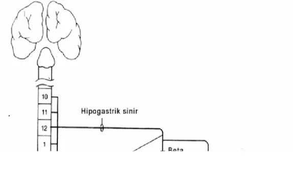 Şekil 9: Alt üriner sistemin periferik innervasyonu (26).