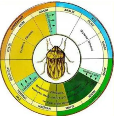 Şekil 1.4. Süne (Eurygaster integriceps) Böceğinin Yaşam Döngüsü.                            ( www.hobitohum.com/sune 