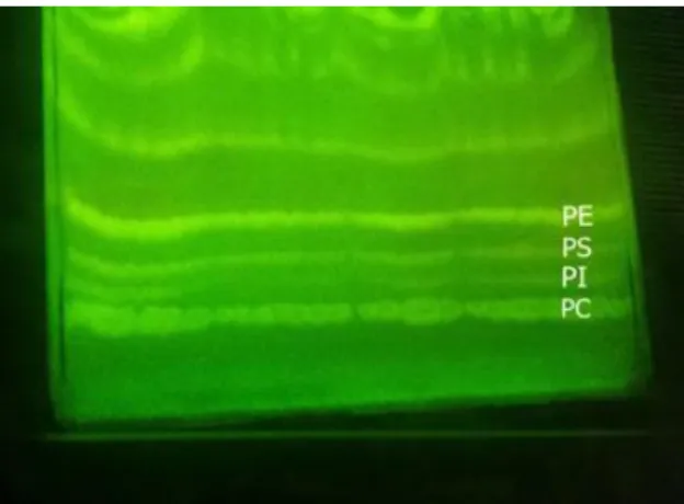 Şekil 3.1. Fosfolipit altsınıflarının UV ışık altında  oluşturduğu fraksiyonlar 