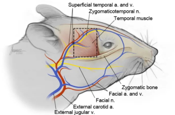 Şekil 1: Süperfisiyal temporal fasyanın anatomik olarak şematize edilmiş