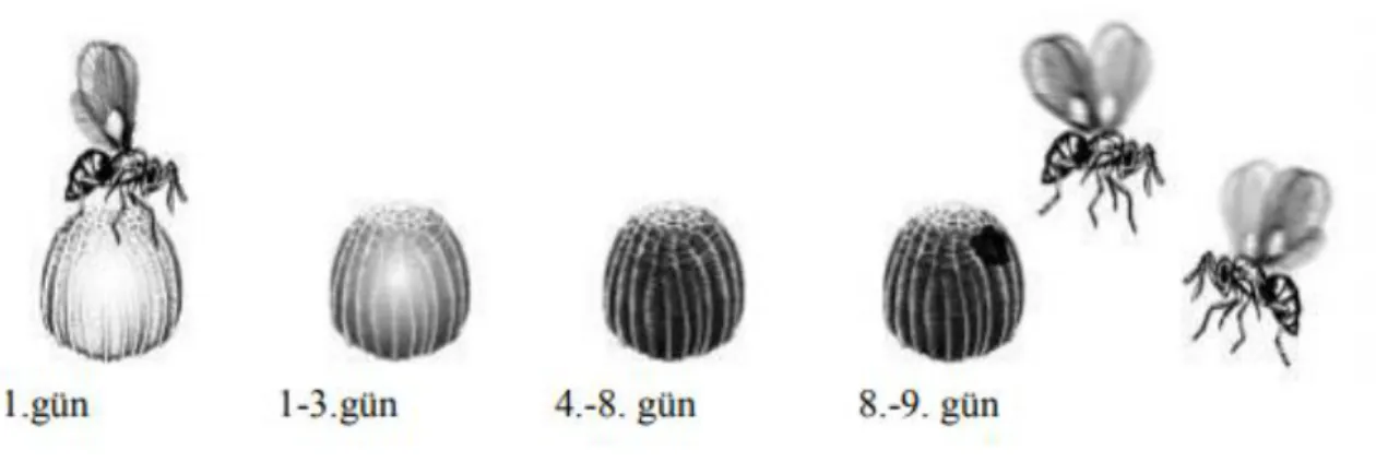 Şekil 1.1. Trichogramma türlerinin gelişimi (Knutson, 1998) 