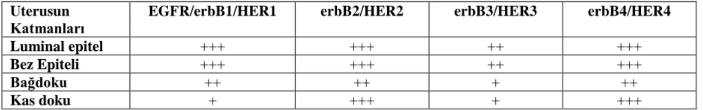Tablo 1. Anöstrustaki sıçan uterusunda epidermal büyüme faktörü reseptörlerinin semikantitatif skoru