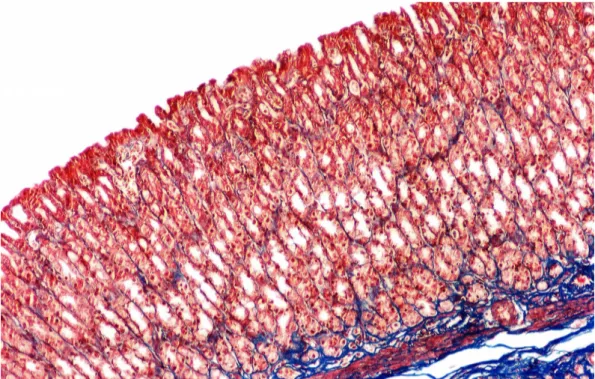 Şekil 3. Kontrol Grubu; sıçan mide mukozasının büyük büyütmede görünümü.  (Masson Trikrom, orijinal büyütme X40)