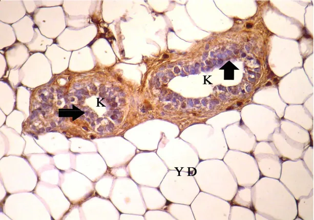 Şekil 4.13. Gebeliğin 7. günündeki sıçan memesinde erbB4 lokalizasyonu, K: kanal,  YD: yağ doku, kanal epitel hücreleri (ok), X40 