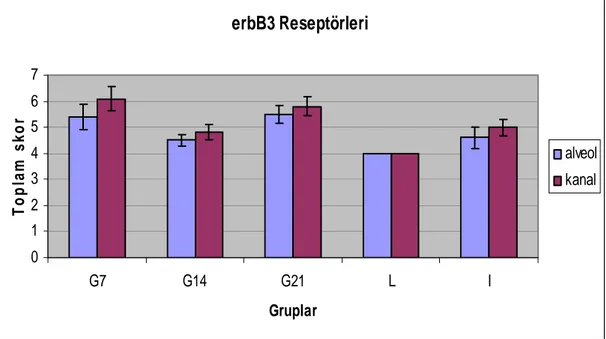 Grafik 4.3.  Sıçan memesinde erbB3 reseptörlerinin immunreaksiyonunun toplam  skoru    erbB3 Reseptörleri01234567G7G14G21 L IGruplarToplam skor alveolkanal