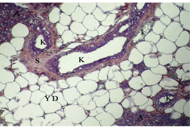 Şekil 4.17. Gebeliğin 14. gününde sıçan memesinde VEGF lokalizasyonu, A: alveol,  K: kanal, S:bağdoku, YD: yağ doku, k: kan damarı, X20  