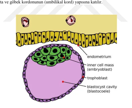 Şekil 2: Döllenmiş yumurtanın, uterusun endometriyum tabakasına gömülmeden önceki  genel görünümü