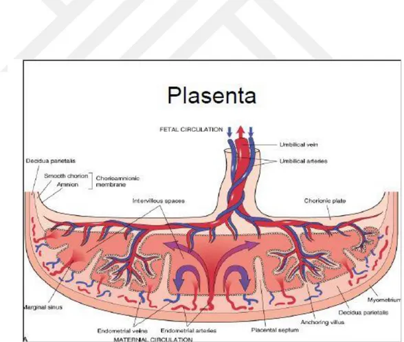 Şekil 5: Plasental dolaşımı (1). 