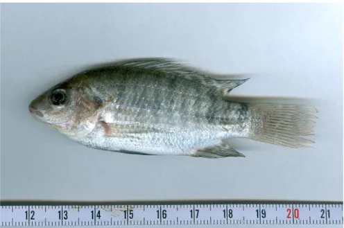 Şekil 3.1. Oreochromis niloticus 