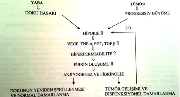 Şekil 1.  Normal doku uyarımı ve tümörlerde anjiyogenezi uyaran ortak yollar. (Cerrahpaşa