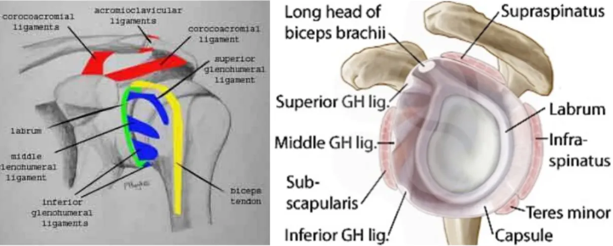 Şekil 17: Glenohumeral ligamanlar