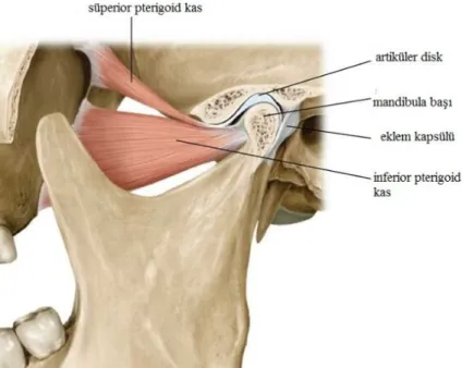 Şekil 3.1. TME anatomisi ( https://www.alexandriachirocenter.com ,                   Erişim tarihi: 9 haziran 2018)
