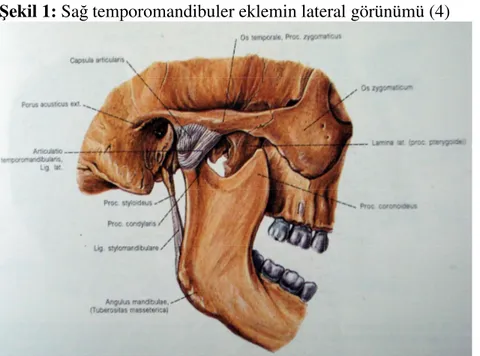 Şekil 1: Sağ temporomandibuler eklemin lateral görünümü (4) 